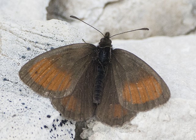 6 sp. di Erebia